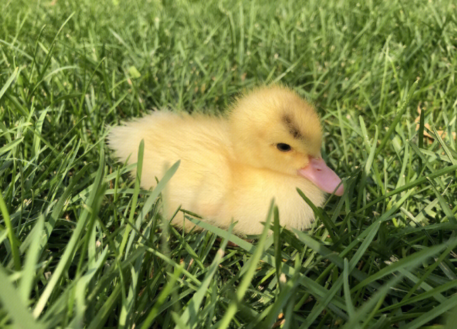 Oliver the Little Duck Who Wasn't Great at Studying
