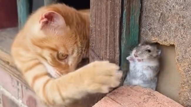 The Little Mice and the Cat