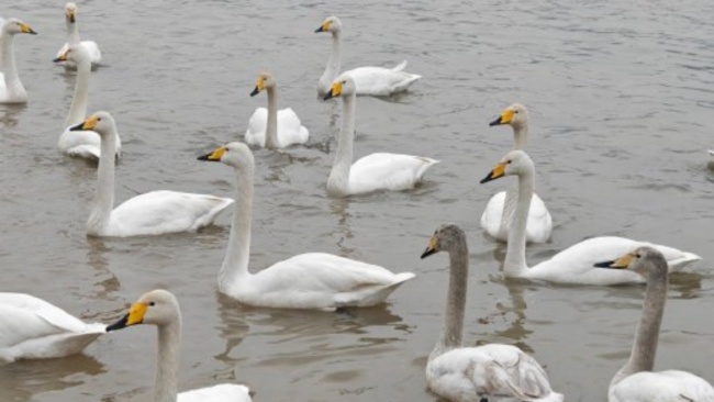 The Wild Swans