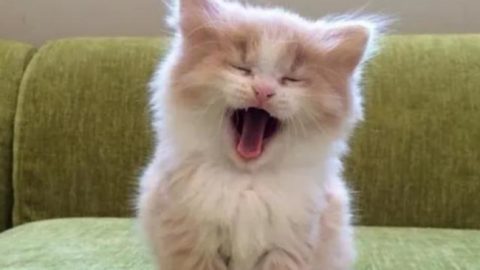 What Does It Mean When Your Cat Parkours and Steps on Your Face at Night