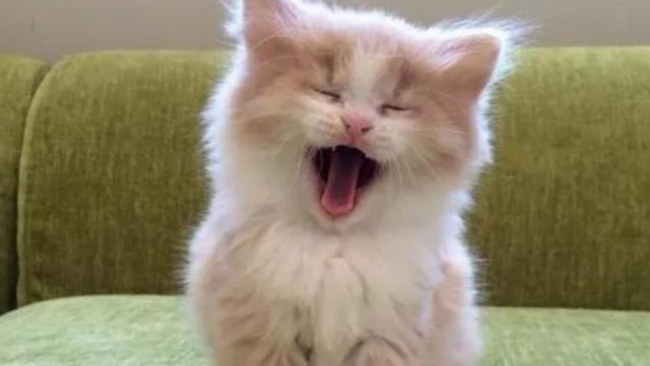 What Does It Mean When Your Cat Parkours and Steps on Your Face at Night
