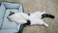 Why Do Cats Show Their Belly to Their Owner