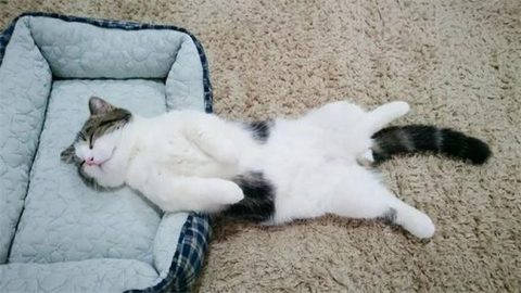 Why Do Cats Show Their Belly to Their Owner