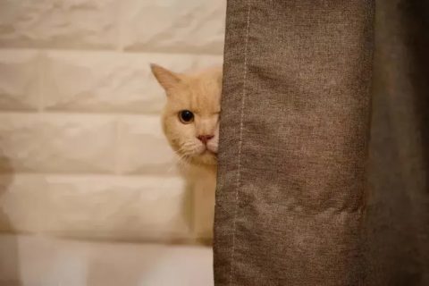 Why Does My Cat Always Stare at Me