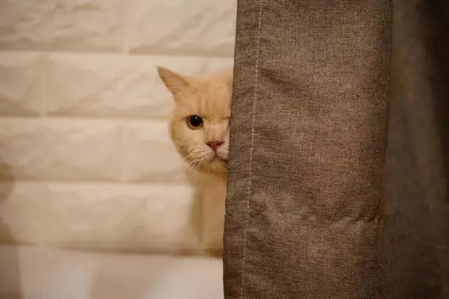 Why Does My Cat Always Stare at Me
